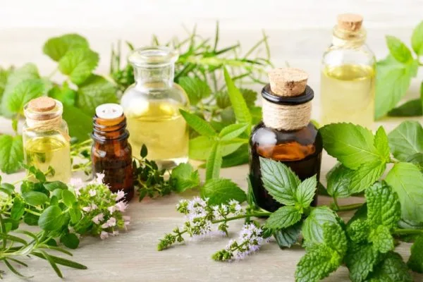 Lemon verbena essential oil