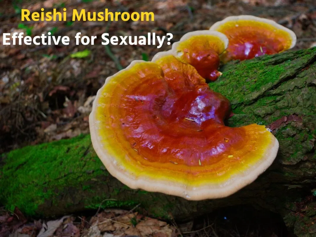 Reishi Mushroom For Sexual Health: Is It Effective for Sexually?