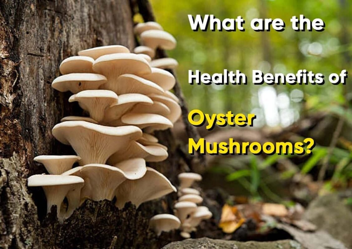 What are the Health Benefits of Oyster Mushrooms?