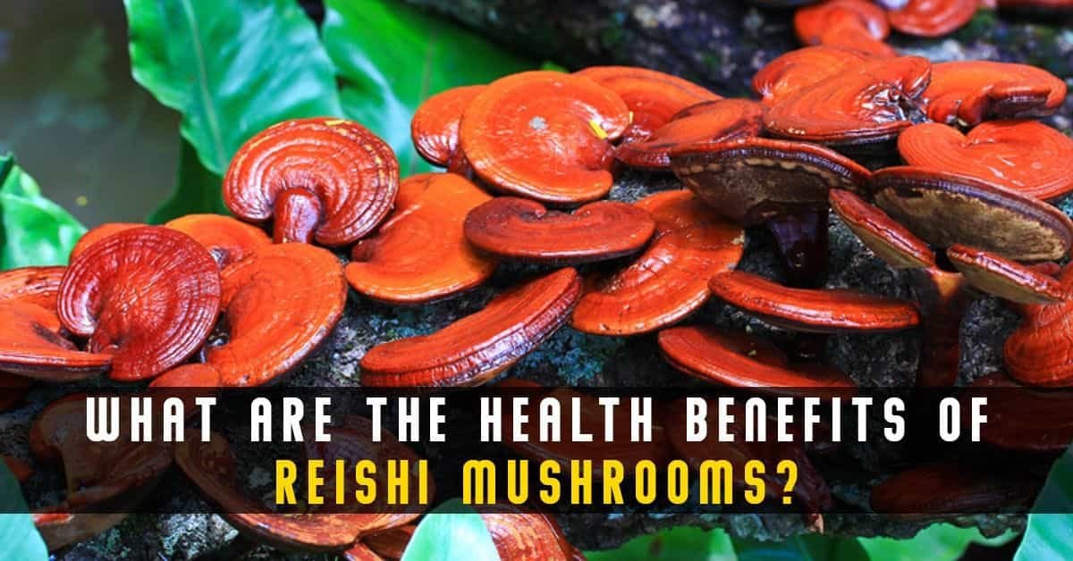 What are the Health Benefits of Reishi Mushrooms